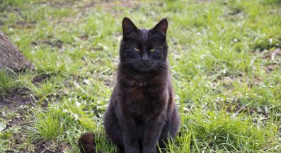 Черна котка