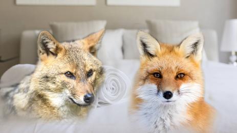 чакал лисица спалня