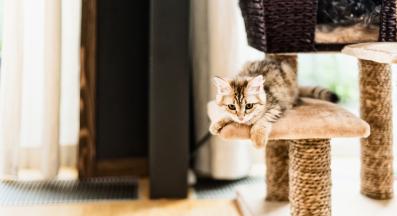 котешко дърво