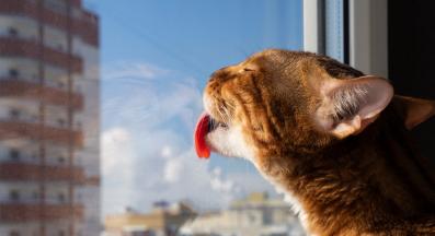 котка се облизва