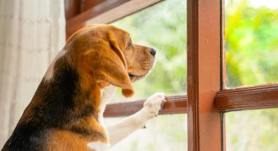 куче прозорец