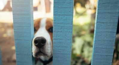 куче съсед лае