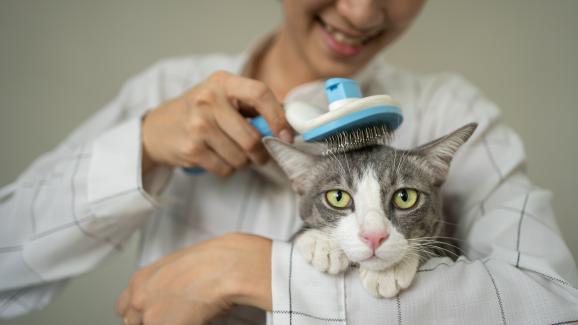 разресване на котка