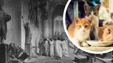 Юлий Цезар котки