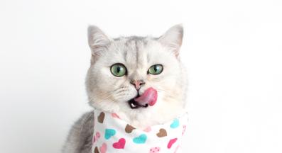 домашна котка