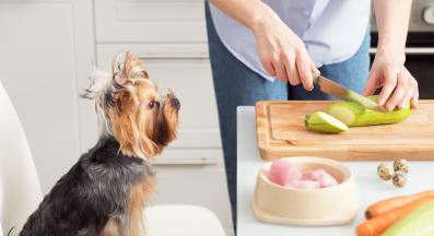 куче тиквички