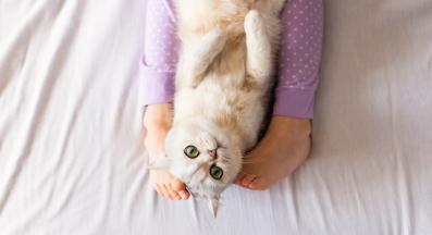 котка между крака на собственика