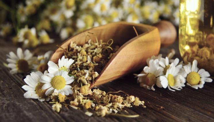 лайка - ЗЛАТНО ВРЕМЕ: Природна медицина: Защо да миете лицето си с лайка