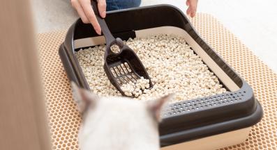 котешка постелка