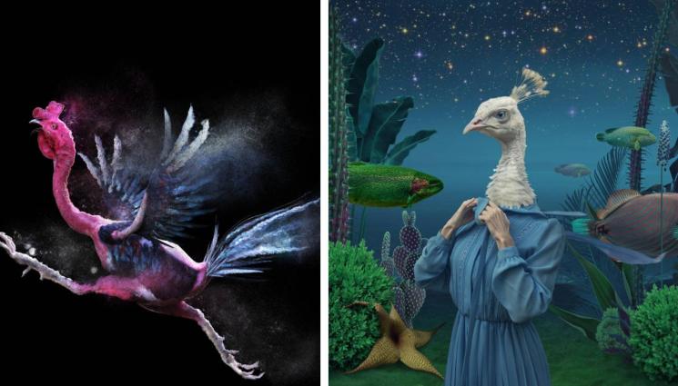 птици - МИСТЕРИИ: Магическите птици