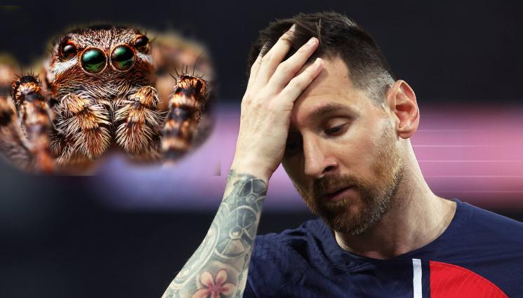 Меси паяк - Невидима заплаха: Гадини с опасна отрова грозят Меси в Маями