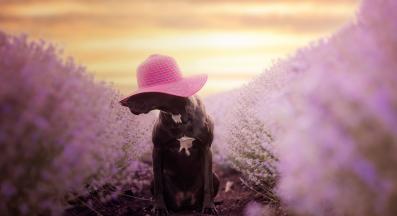 куче лавандула