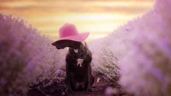 куче лавандула