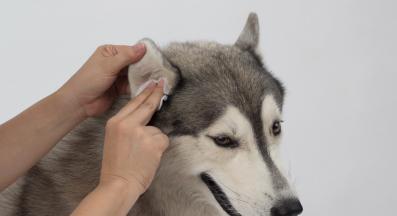 куче уши почистване