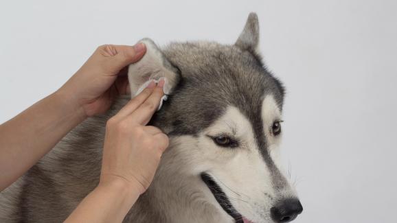 Колко често е добре да почистваме ушите на кучето си?