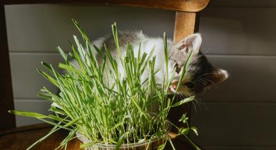 космена топка