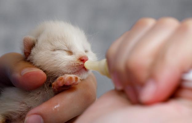новородено котенце