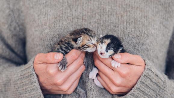 новородено котенце