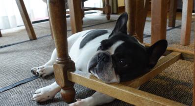 куче краса стол