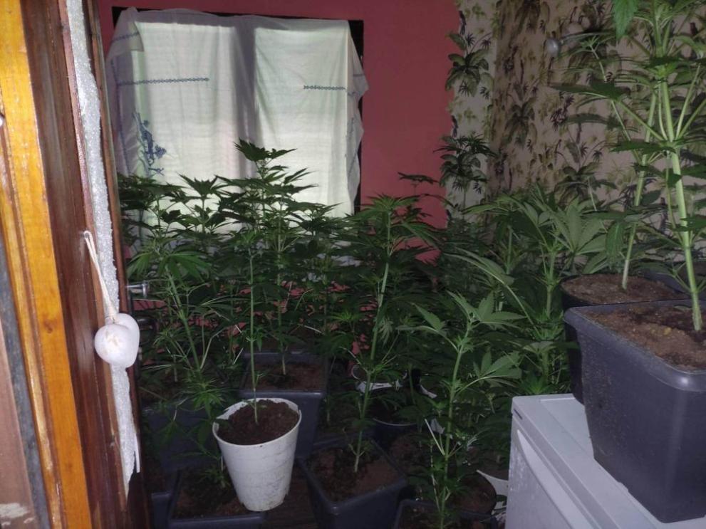 Разкриха мини наркооранжерия в Пернишко, съобщиха от полицията. ОД на