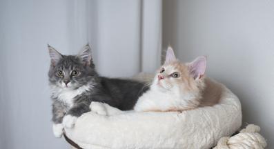 котешко легло