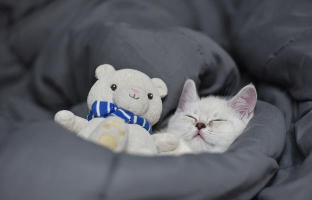 котке спи в котешко легло