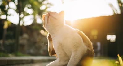 котка при ветеринар