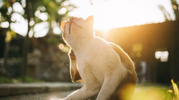 котка при ветеринар