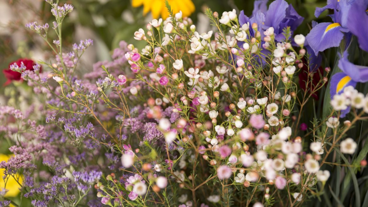Отбелязваме празника на лечебните билки и на Св. Йоан Кръстител