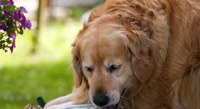 куче наднормено тегло