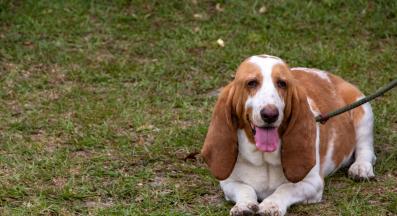 куче наднормено тегло