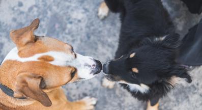 куче социализация