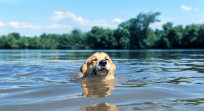 куче лято жега