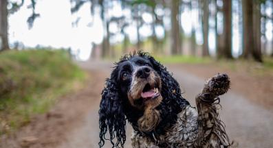 куче мръсно