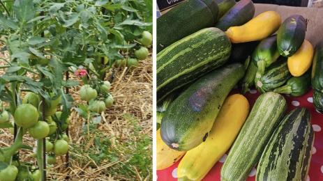 домати тиквички