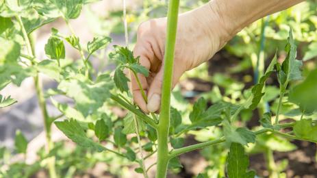 резитба домати