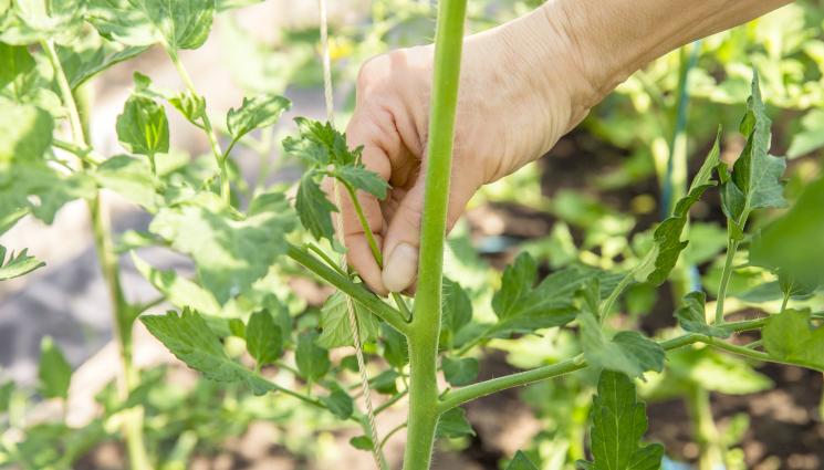 резитба домати - Агро Телеграф: Резитба на доматите всяка седмица