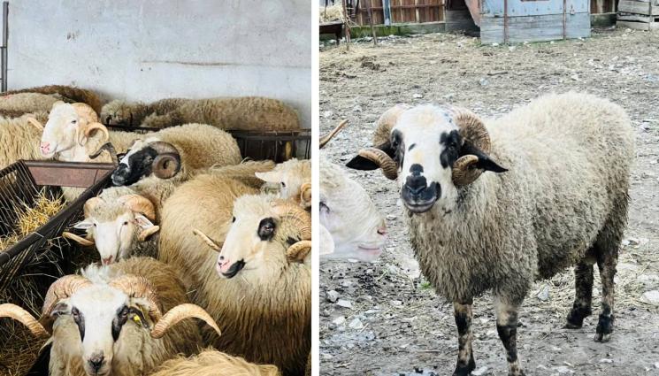 коч - Агро Телеграф: Проверяваме тестисите на коча за безплодие