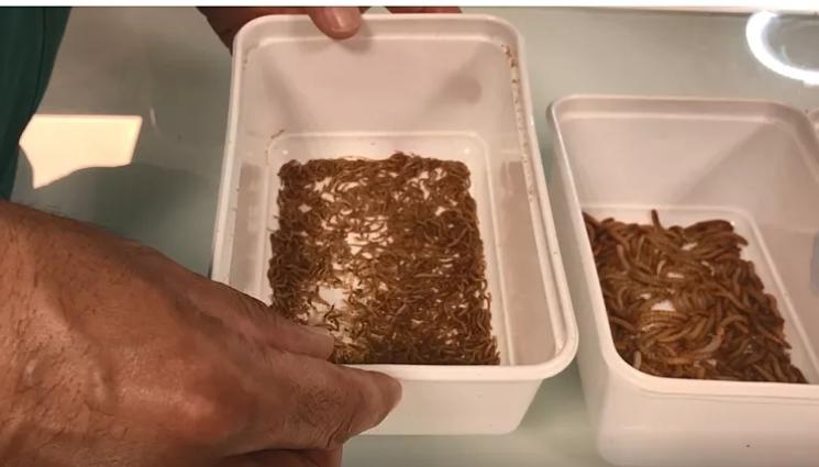 насекоми - Агро Телеграф: Четирима от пет европейци не искат насекоми в менюто си