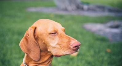 куче осъдително