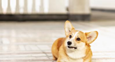 куче осъдително