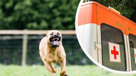 питбул линейка