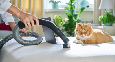 котка у дома