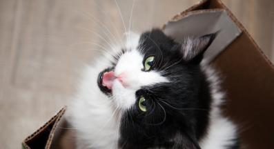 котка мяука