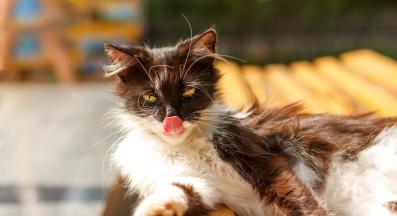 домашна котка