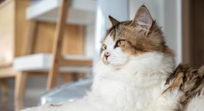 разресване на дългокосместа котка