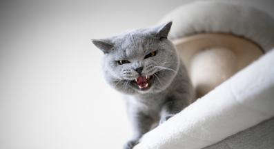 котка съска