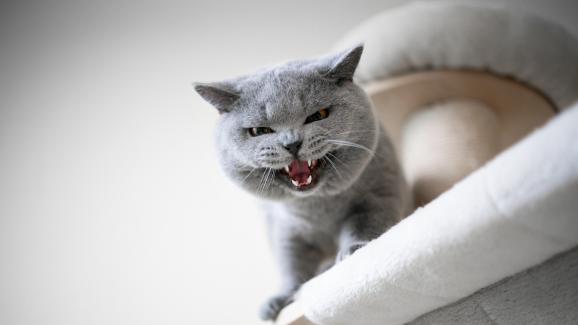 4 причини защо котките изведнъж започват да съскат