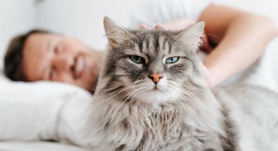 котка спи със стопанин