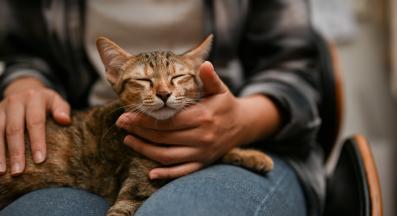 домашна котка